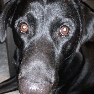 Meet your Posher, Allyson